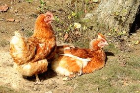 beautiful and cute Chickens
