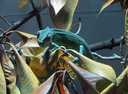 strikingly beautiful Chameleon