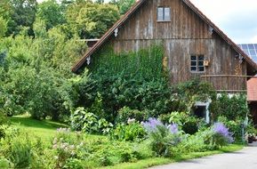 wood Old House