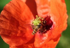 searching nectar bee