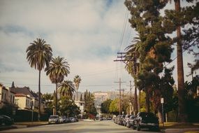 Hollywood Palm Trees