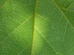 organic green leaf closeup