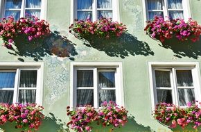 FLower on the facade