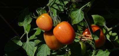 Tomatoes Roma Tomatoes Garden