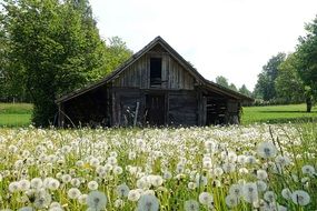 wooden building in a dandelion meadow