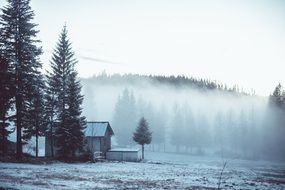 mysterious foggy morning in forest