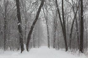 snowy road in a city park in Russia