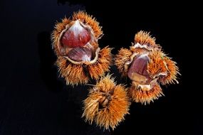 Prickly chestnuts in autumn