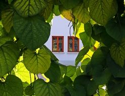 view of the house through the green foliage