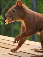 brown squirrel in the urban nature of hamburg