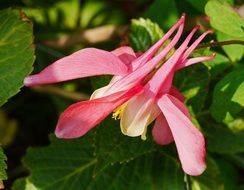Columbine or aquilegia