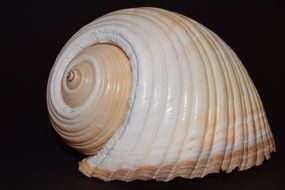 White seashell on a black background