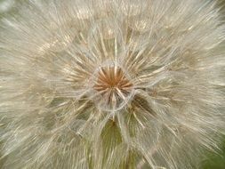 hexagons on a dandelion