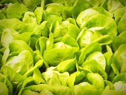 lettuce growing, hydroponic technology