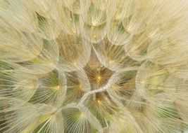 graphic drawing of a dandelion seed head