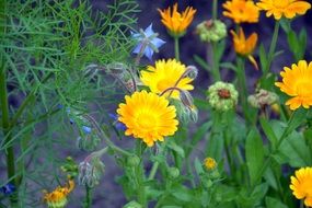 growing yellow flowers in the garden close-up on blurred background