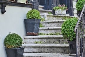 round potted plants on stone steps