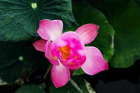 pink Lotus Flower over dark leaves