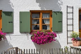 red beautiful Flower Window