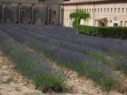 nice Lavender