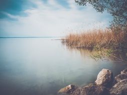 Landscape with the lake from the forest
