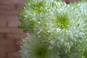 White Green fluffy Flowers