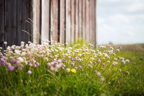 wildflowers grow around the barn at spring