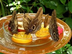 butterflies in a glass bowl with oranges