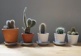 cactus plants on a pots