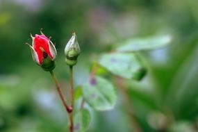 red and green rose buds at green background