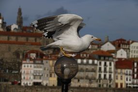 seagull on a round street lamp against the background of the old city