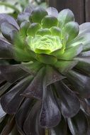 Green nice Plant