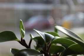 green Plants at blur background