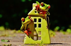 green frogs near the house