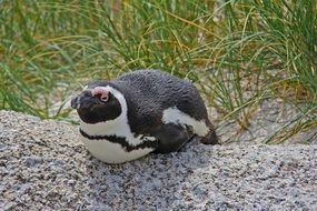 Cute Penguin, south africa