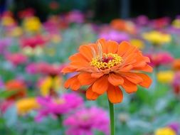 orange flower on the background of a multi-colored flowerbed on the boulevard