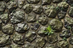 plants and moss on the stone masonry