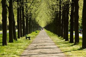 long picturesque alley in lower saxony