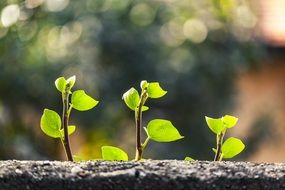new Green Ivy sprouts at Blurry Background