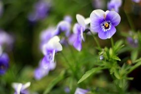 Pansy, Purple Flowers in Garden