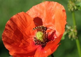 poppy flower with nectar close-up on blurred background