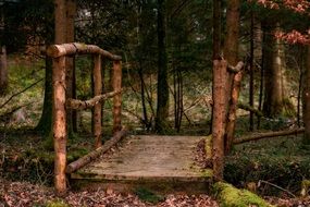 Forest Bridge