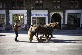 Horses in Copenhagen, Denmark