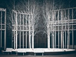 birch trees as an art installation