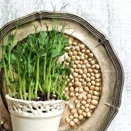 Pea Shoots Peas Yellow Peas Grow