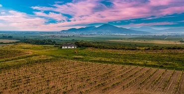 vineyard landscape in Hungary