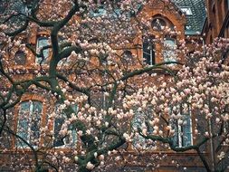 Magnolia Tree