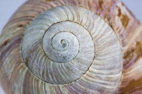 spiral shell of a snail close-up