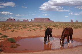 horses drink water from a puddle in the Monument Valley