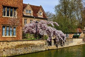 Landscape of buildings and Blossoms Canal in Cambridge